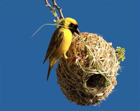 家裡鳥巢|鳥巢看鳥的個性…